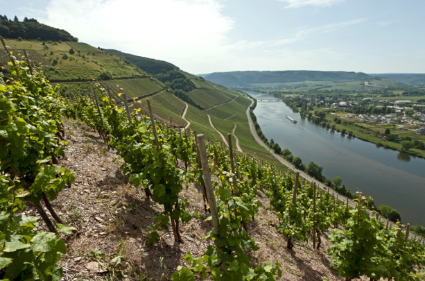 Buy German wine online